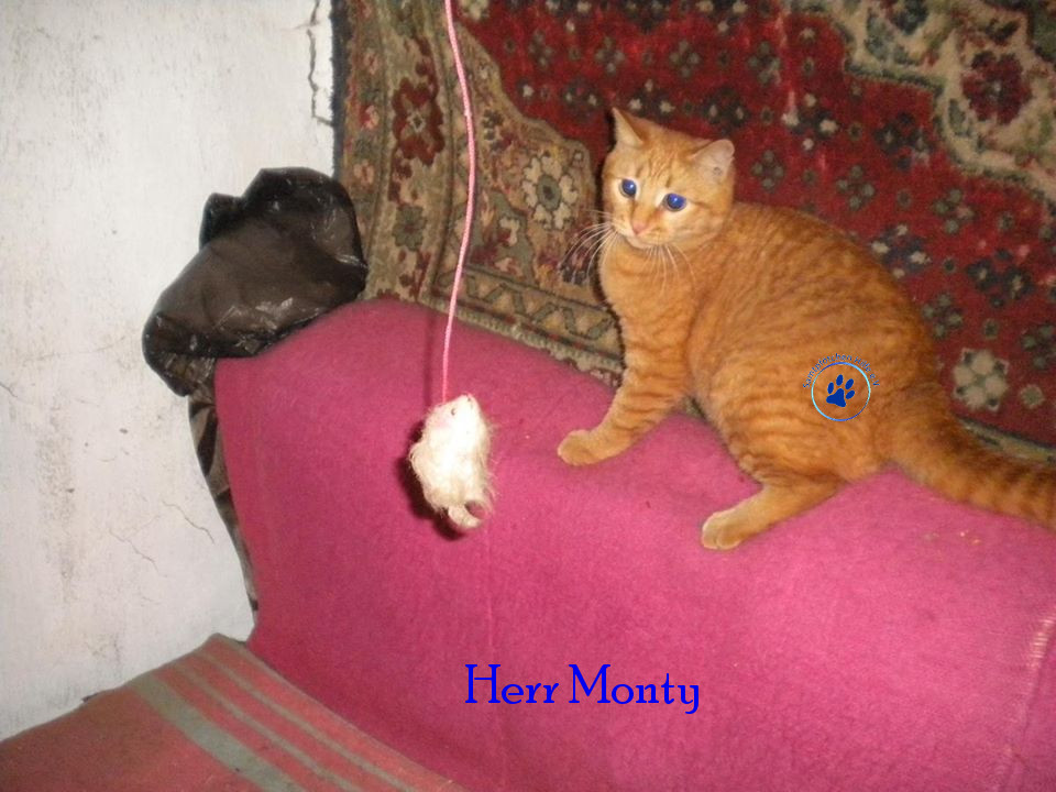 Soja/Katzen/Herr Monty/Herr Monty19mN.jpg